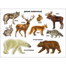 Plakat. Dikie zhivotnye