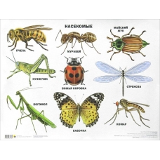 Plakat. Nasekomie