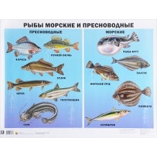 Plakat. Ribi morskie i presnovodnie